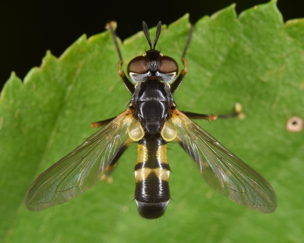 Hemyda aurata