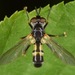 Hemyda aurata - Photo (c) skitterbug, algunos derechos reservados (CC BY), subido por skitterbug