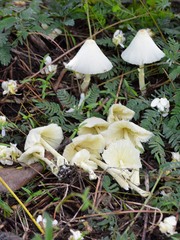 Leucocoprinus flavescens