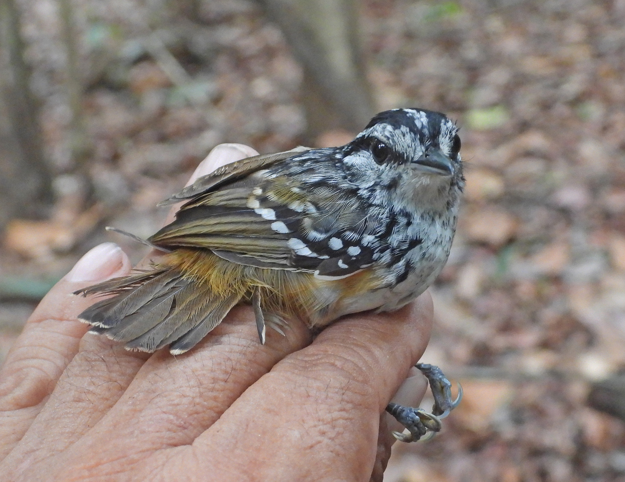 Peruvian Warbling Antbird (Hypocnemis peruviana), photo 4