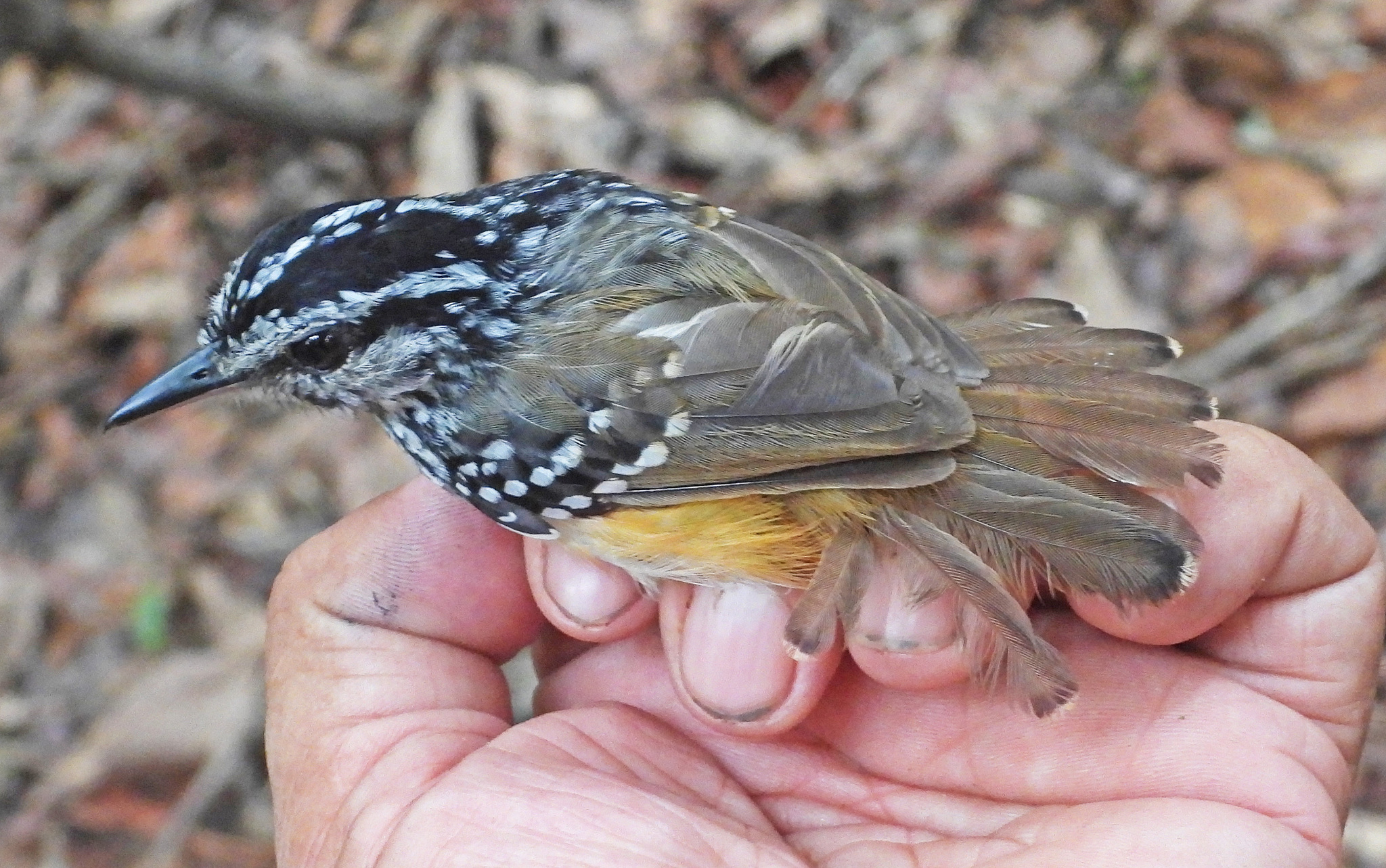 Peruvian Warbling Antbird (Hypocnemis peruviana), photo 5
