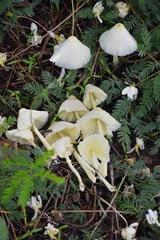 Leucocoprinus flavescens