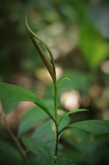 Lecythidaceae