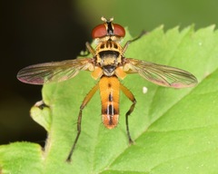 Xanthomelanodes flavipes