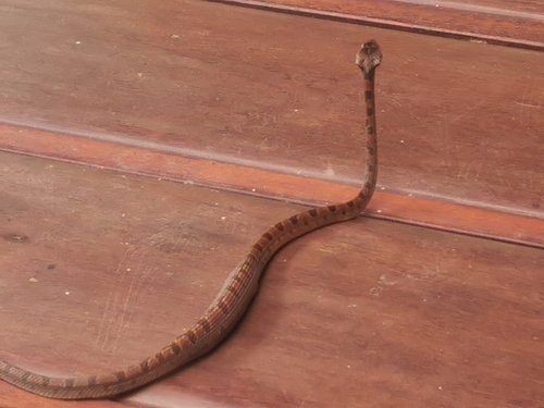 Ornate Cat-eyed Snake