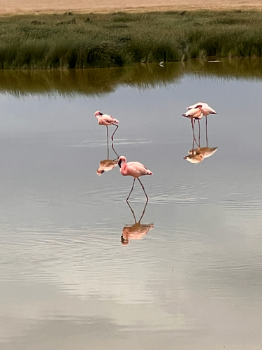 iNaturalist: (c) mschneider, some rights reserved (CC BY-NC) iNaturalist image