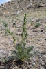 Artemisia bargusinensis - Photo (c) Daba, some rights reserved (CC BY-NC), uploaded by Daba