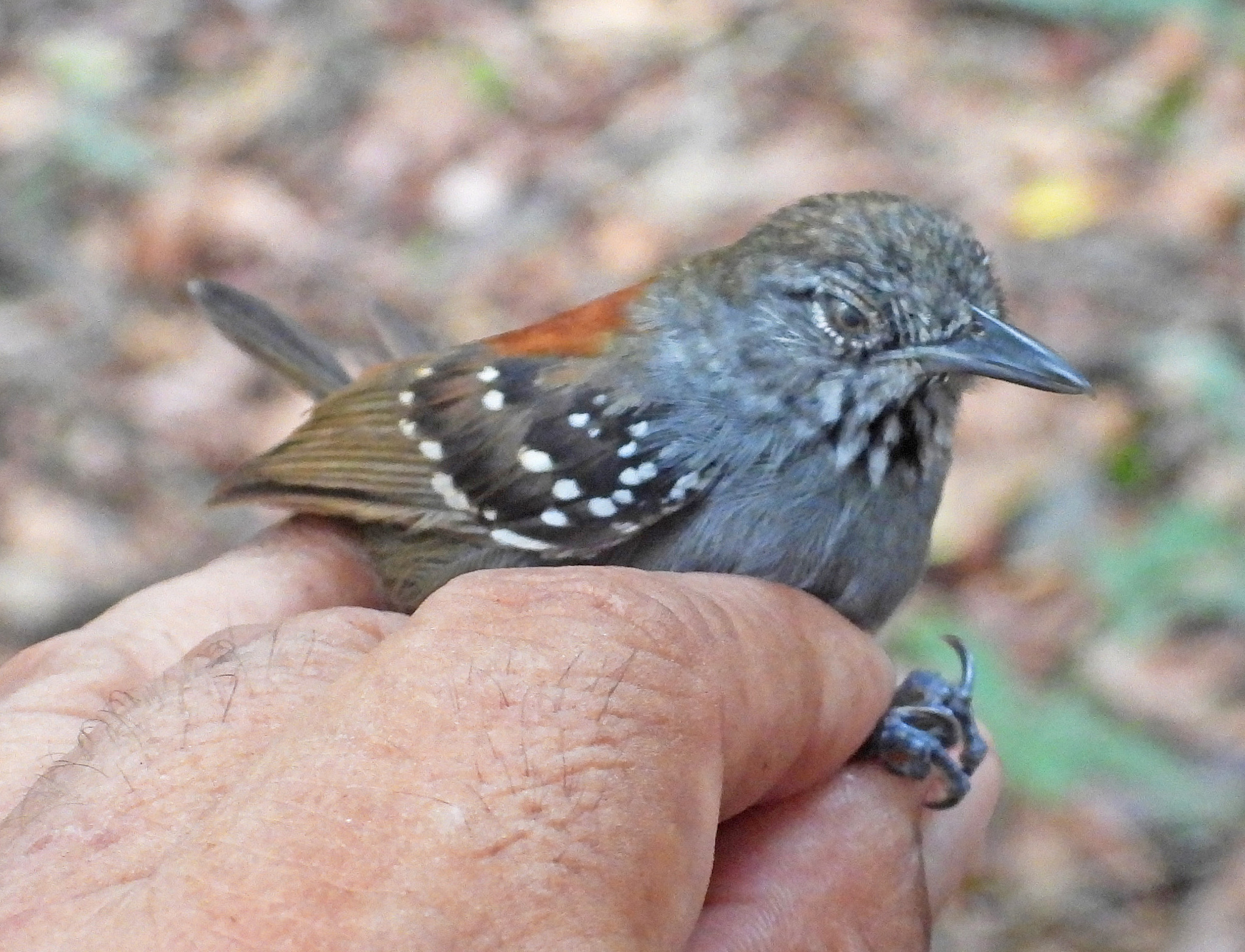 Rufous-backed Stipplethroat (Epinecrophylla haematonota), photo 5