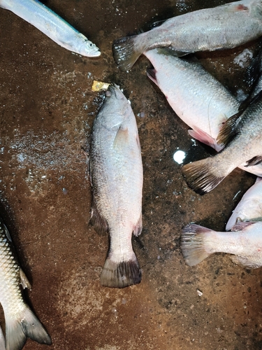 Asian seabass (Lates calcarifer) — Latidae