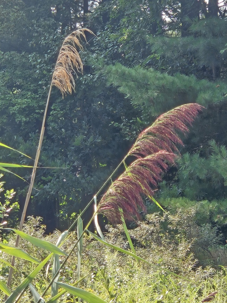 Common Reed Vermont common reed from Oakland, Burrillville, RI 02858, USA on August 25 ...