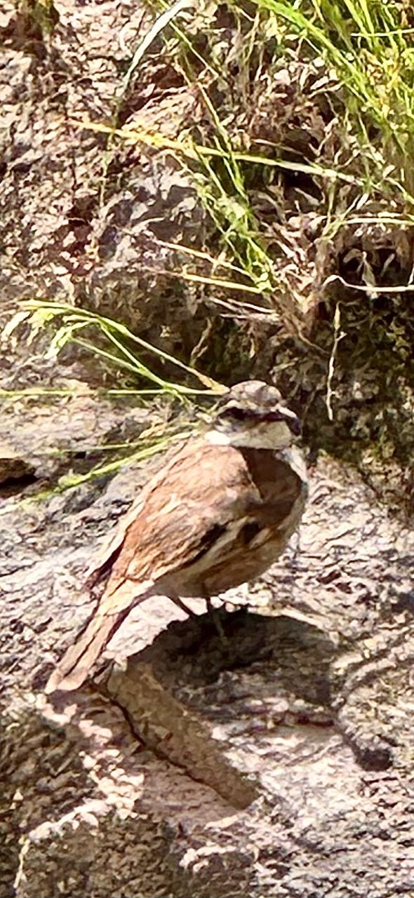 Buff-winged Cinclodes (Cinclodes fuscus), photo 5