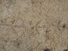 Botaurus poiciloptilus