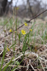 Gagea hiensis