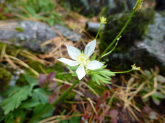 Anemonastrum biarmiense