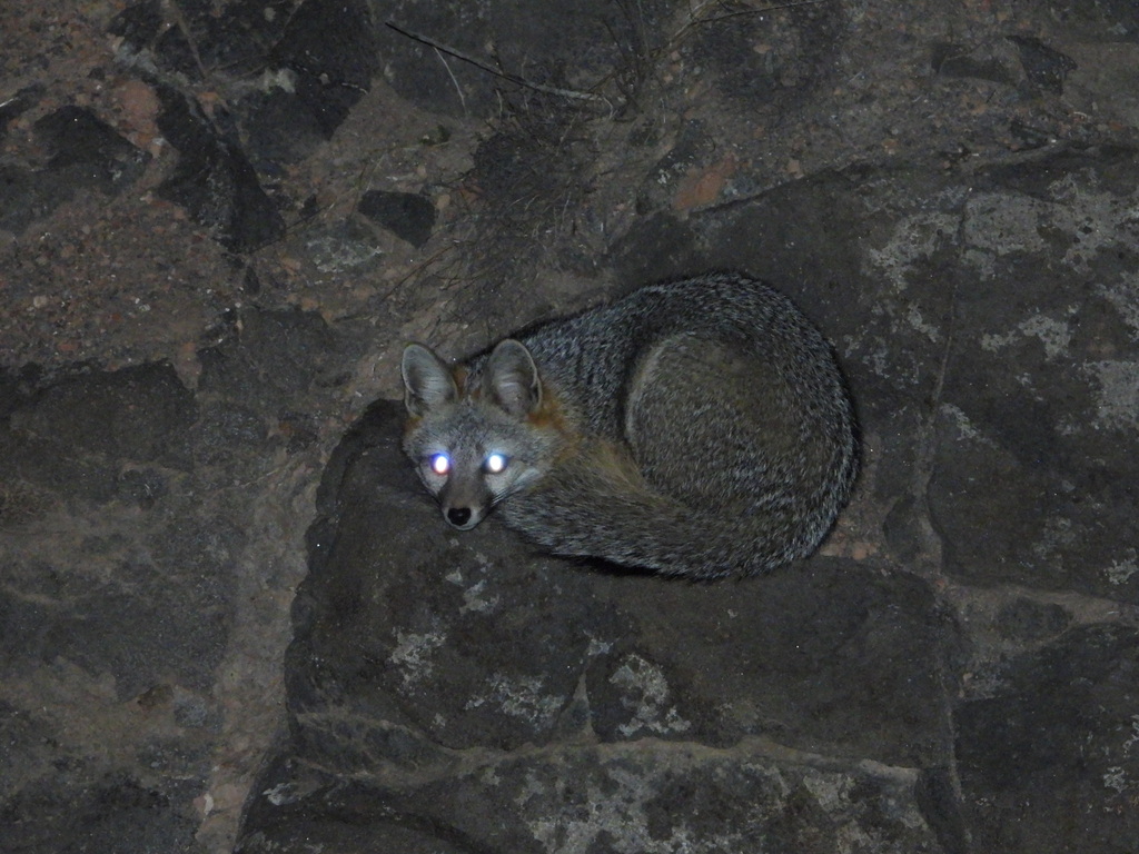 Arizona Gray Fox