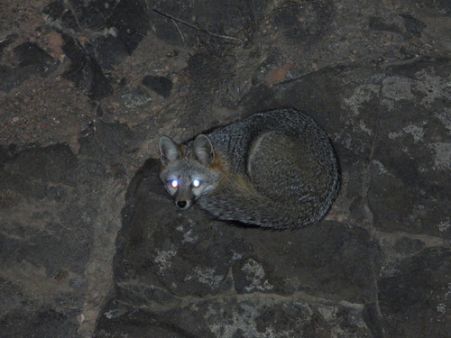 Arizona Gray Fox