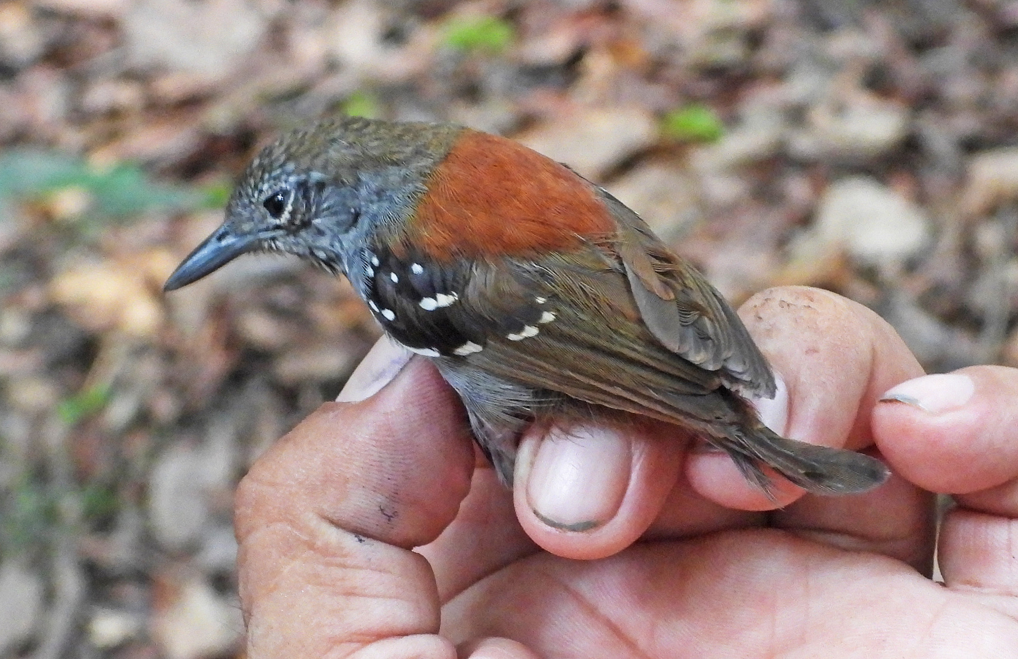 Rufous-backed Stipplethroat (Epinecrophylla haematonota), photo 6