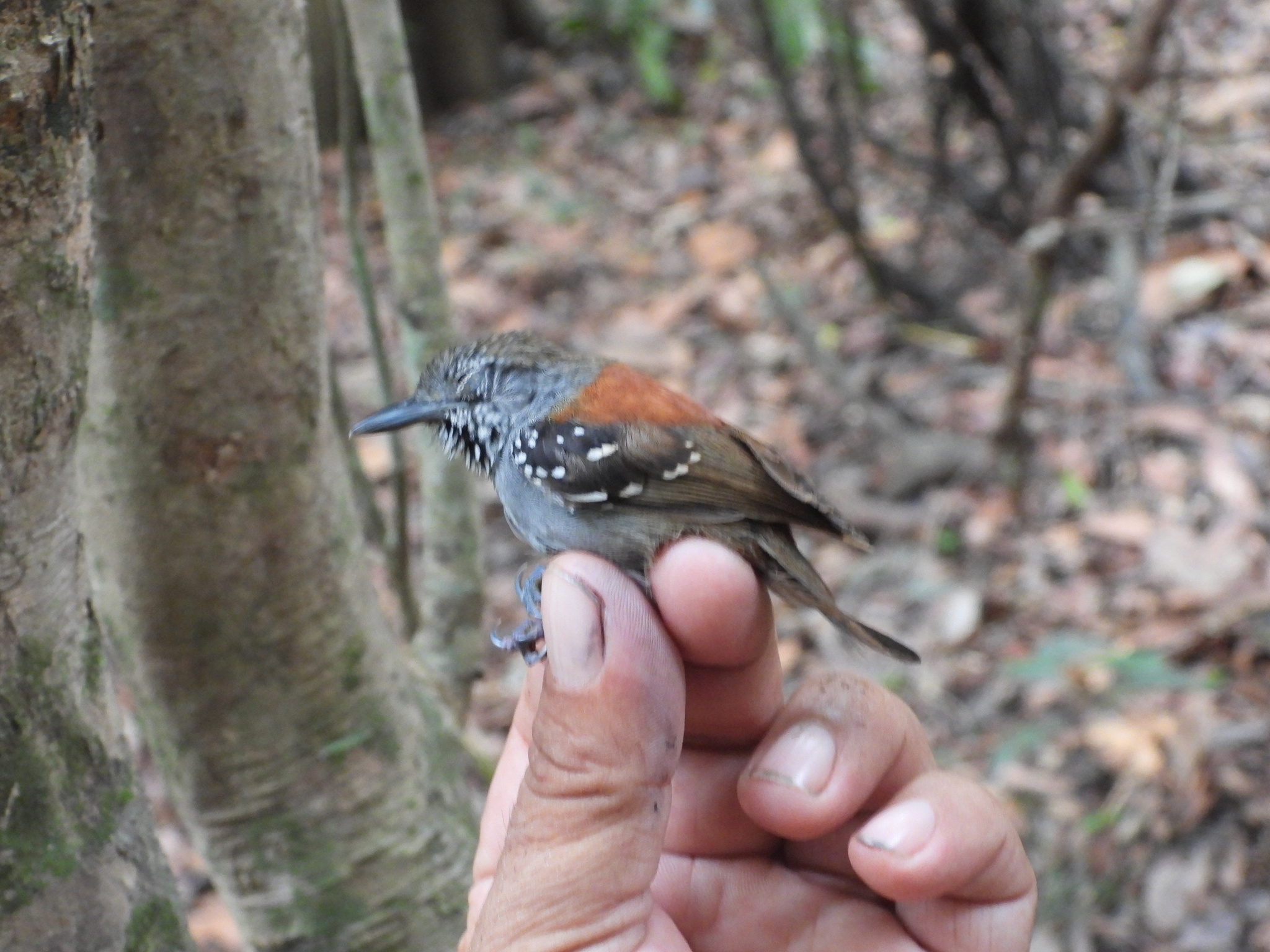 Rufous-backed Stipplethroat (Epinecrophylla haematonota), photo 7