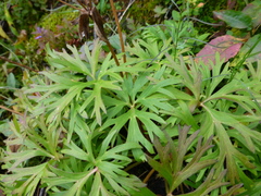 Anemonastrum biarmiense