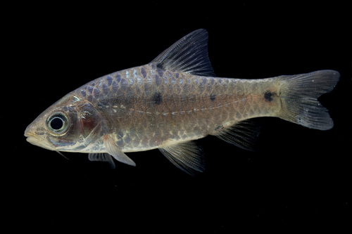 Ruit-barbeel (Barbodes rhombeus) — Cyprinidae