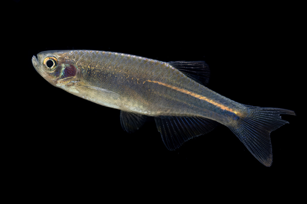 Pearl danio (Danio albolineatus) — Cyprinidae