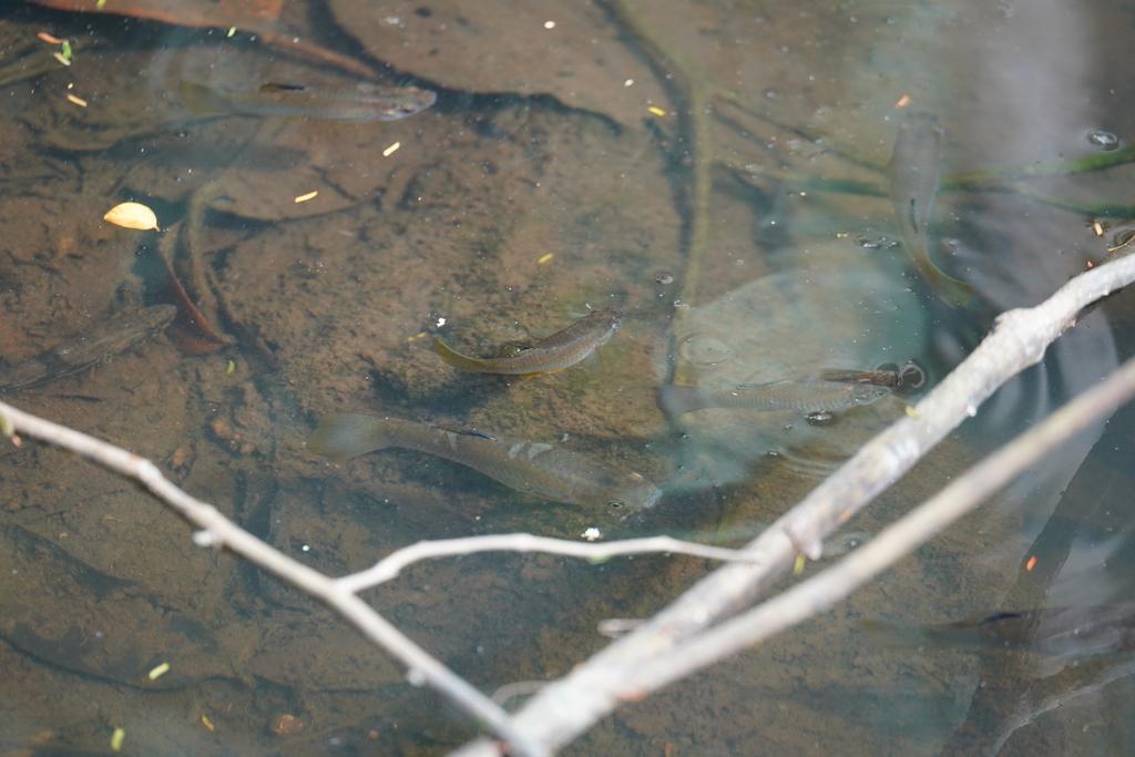 Shortfin molly (Poecilia mexicana) — Poeciliidae