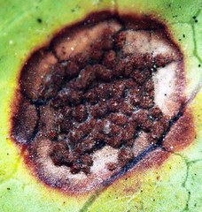 Puccinia coprosmae