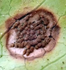 Puccinia coprosmae