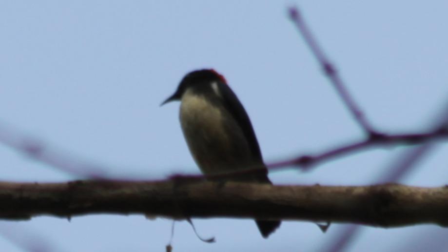 Scarlet-backed Flowerpecker (Dicaeum cruentatum), photo 2
