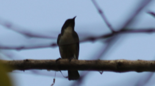 Scarlet-backed Flowerpecker (Dicaeum cruentatum)
