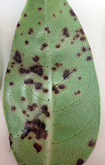 Puccinia coprosmae