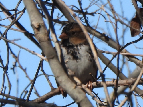 Harris's Sparrow (Zonotrichia querula), photo 2