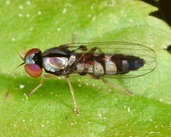 Bertamyia notata
