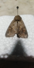 Polia bombycina
