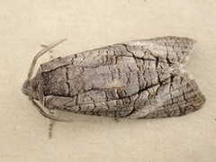 Culama australis