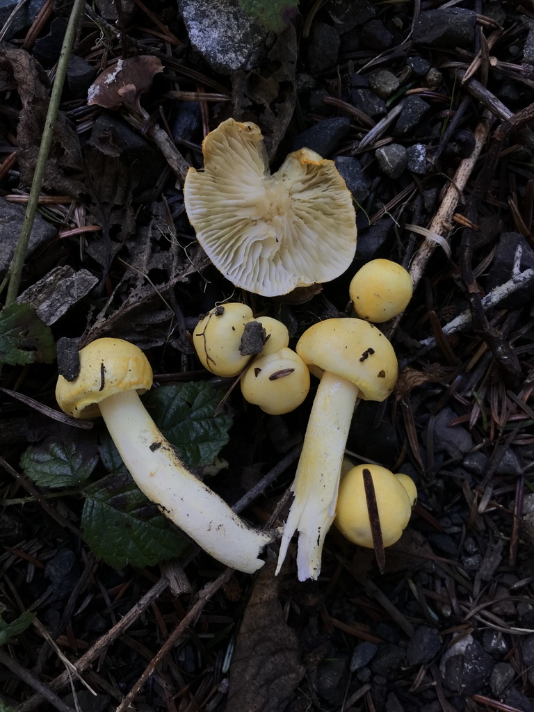 Hygrophorus chrysodon · January 2026 · photo: © paganka (iNaturalist, cc-by-nc)