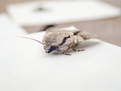 Turnerinycta phaeocosma