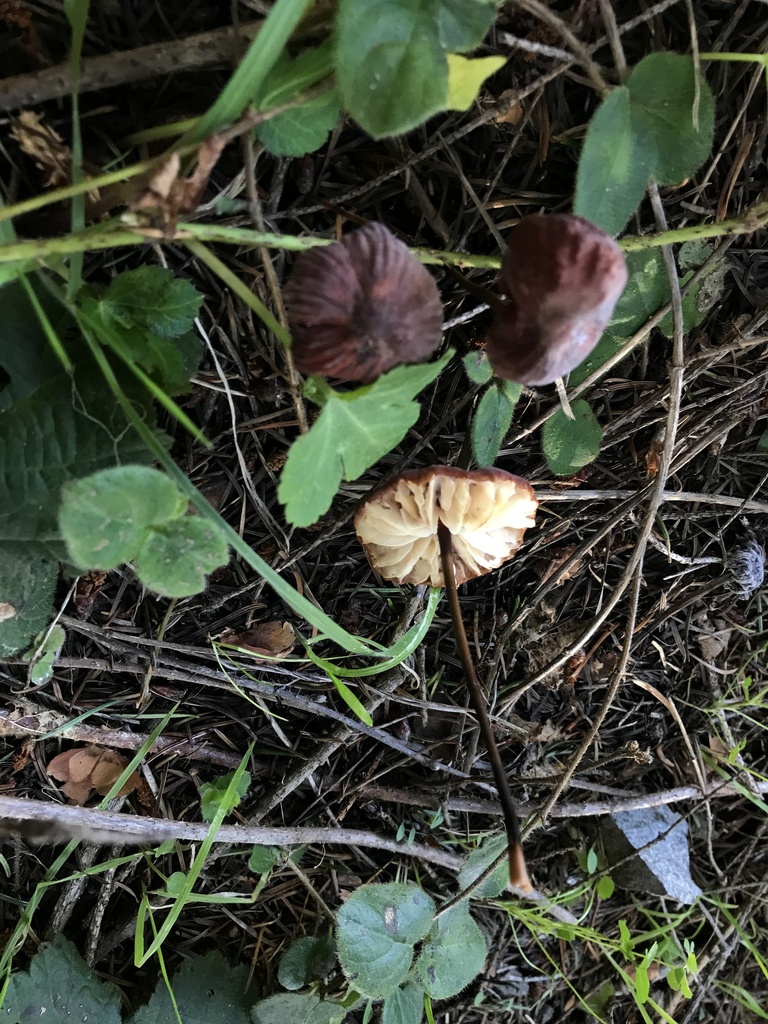 Marasmius plicatulus · January 2026 · photo: © paganka (iNaturalist, cc-by-nc)