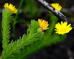 Ursinia quinquepartita