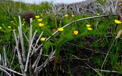 Ursinia quinquepartita