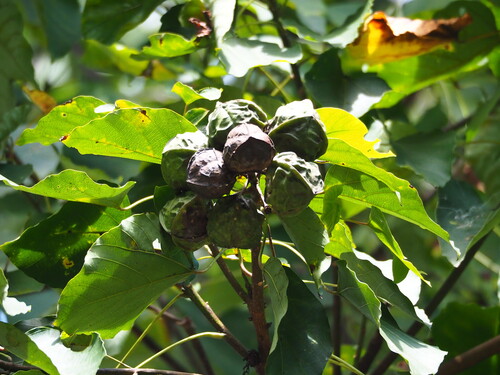 mu oil tree (Vernicia montana)