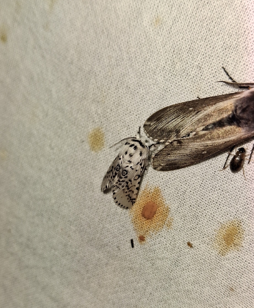 Americerura minor