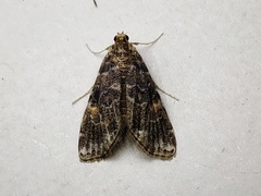 Elophila difflualis