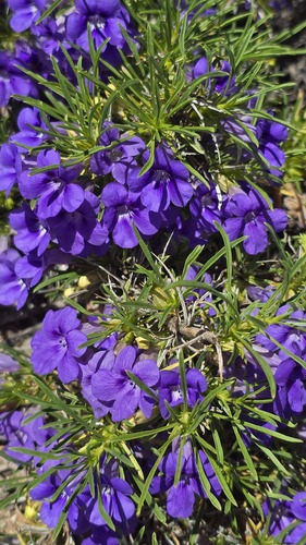 Thorn Karooviolet