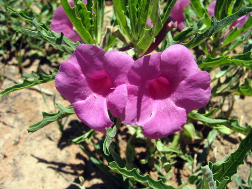 Bushveld Sandkambroo (Pterodiscus speciosus) · iNaturalist