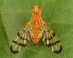 Trypeta flaveola