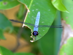 Brachydiplax duivenbodei
