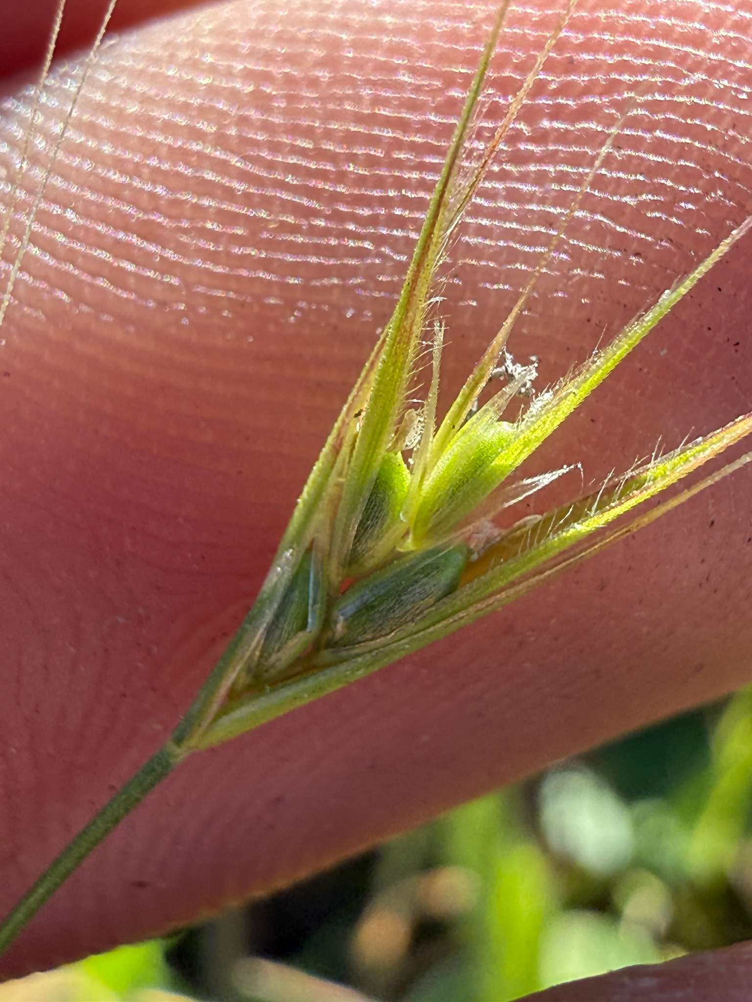 False brome