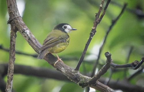 Tregellasia leucops observed 2026-01-16