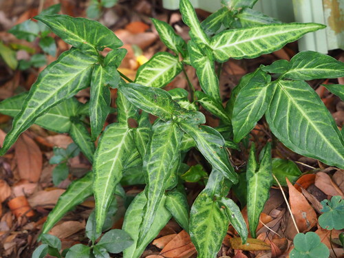 Syngonium angustatum